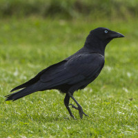 Torresian Crow